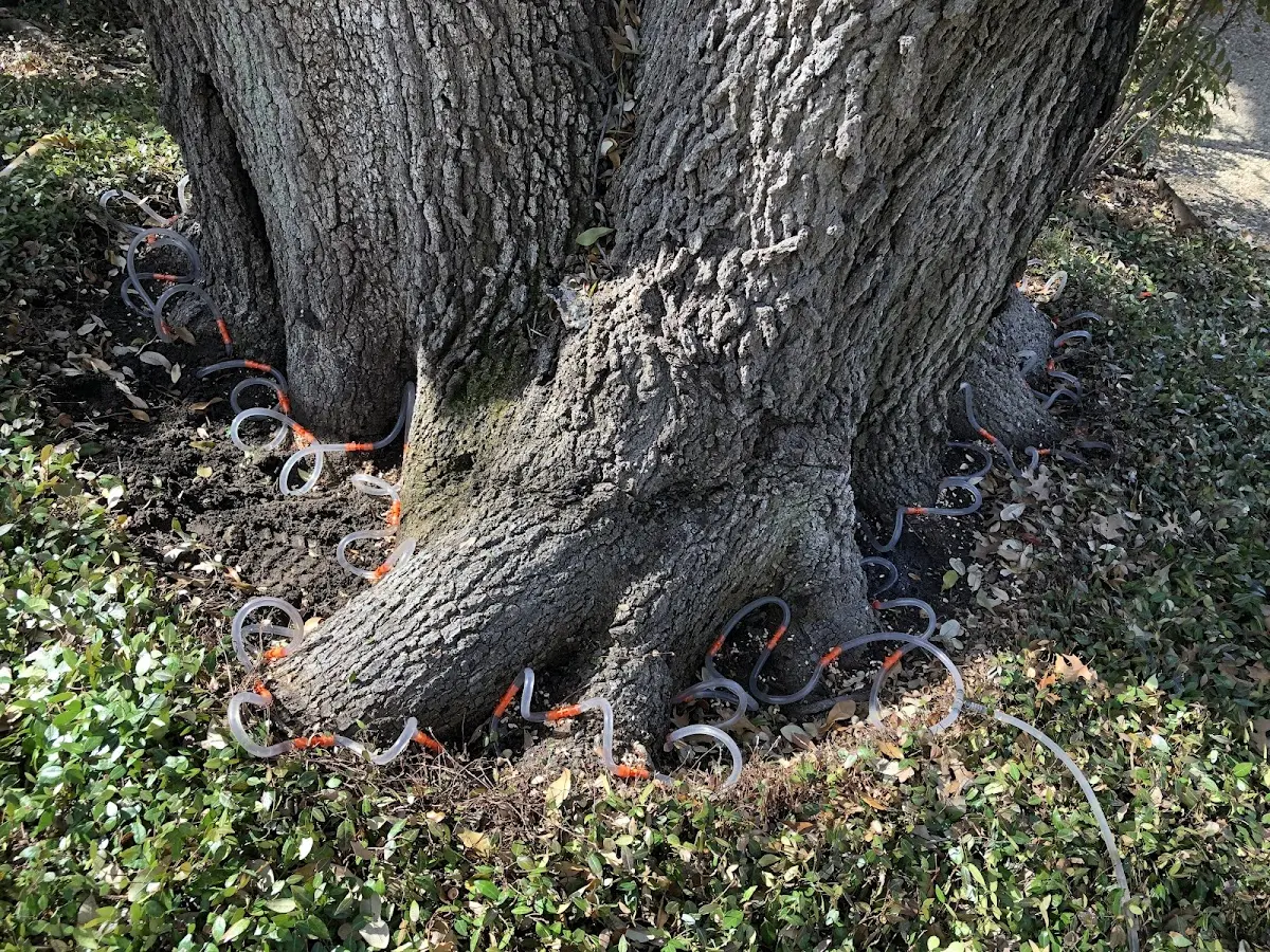 Detailed Tree Cabling and Bracing job site in Palo Cedro