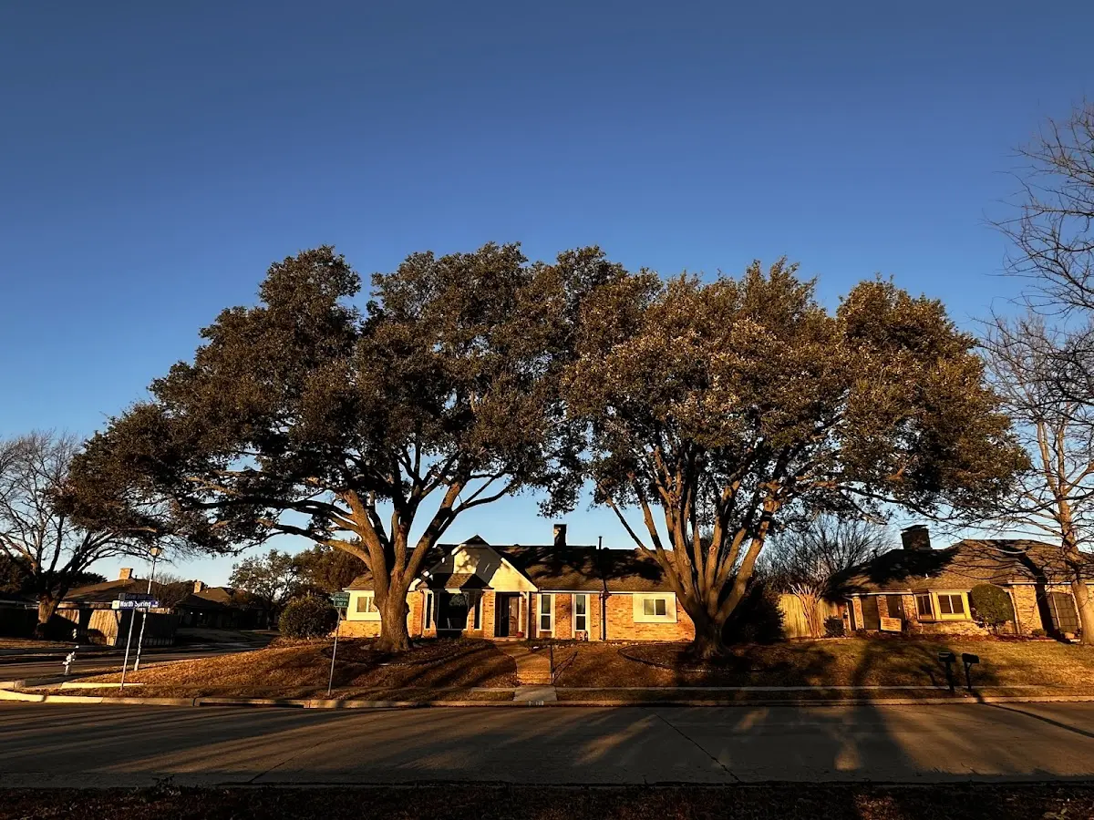 Established residential canopy tree shading a home in Palo Cedro
